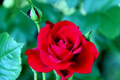 roza-czerwona
